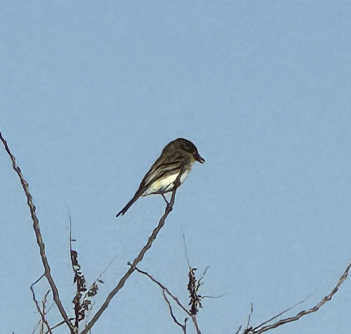 Eastern Phoebe - ML627466661