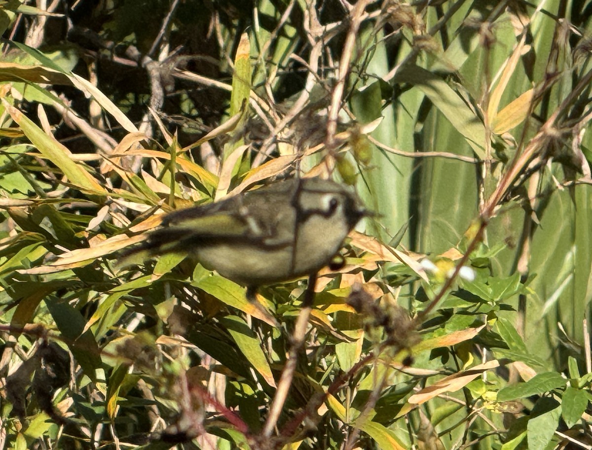 Ruby-crowned Kinglet - ML627466674