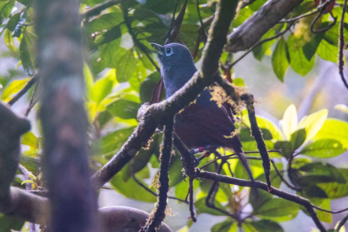 Sunda Laughingthrush - ML627466703