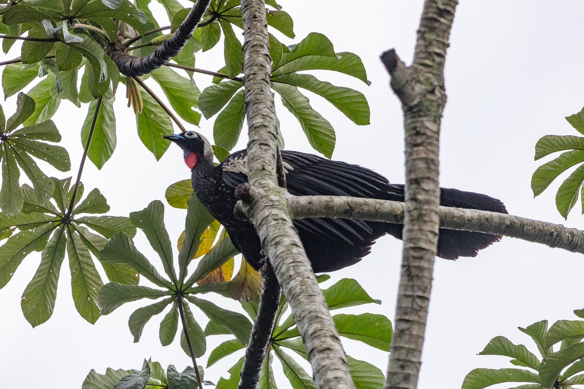 Black-fronted Piping-Guan - ML627466815