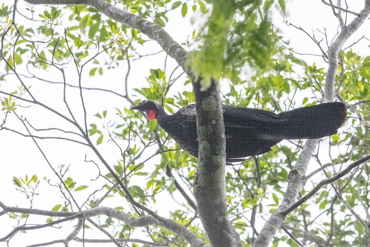 Black-fronted Piping-Guan - ML627466816