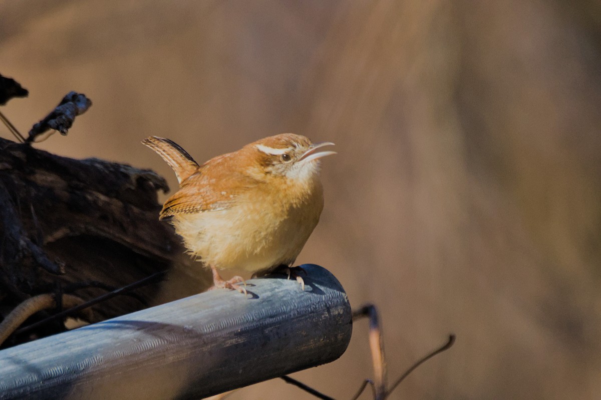 Carolina Wren - ML627466933