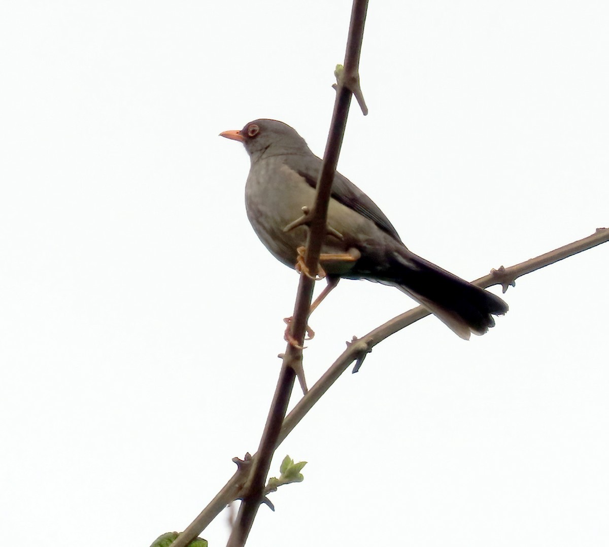 Abyssinian Thrush - ML627466995