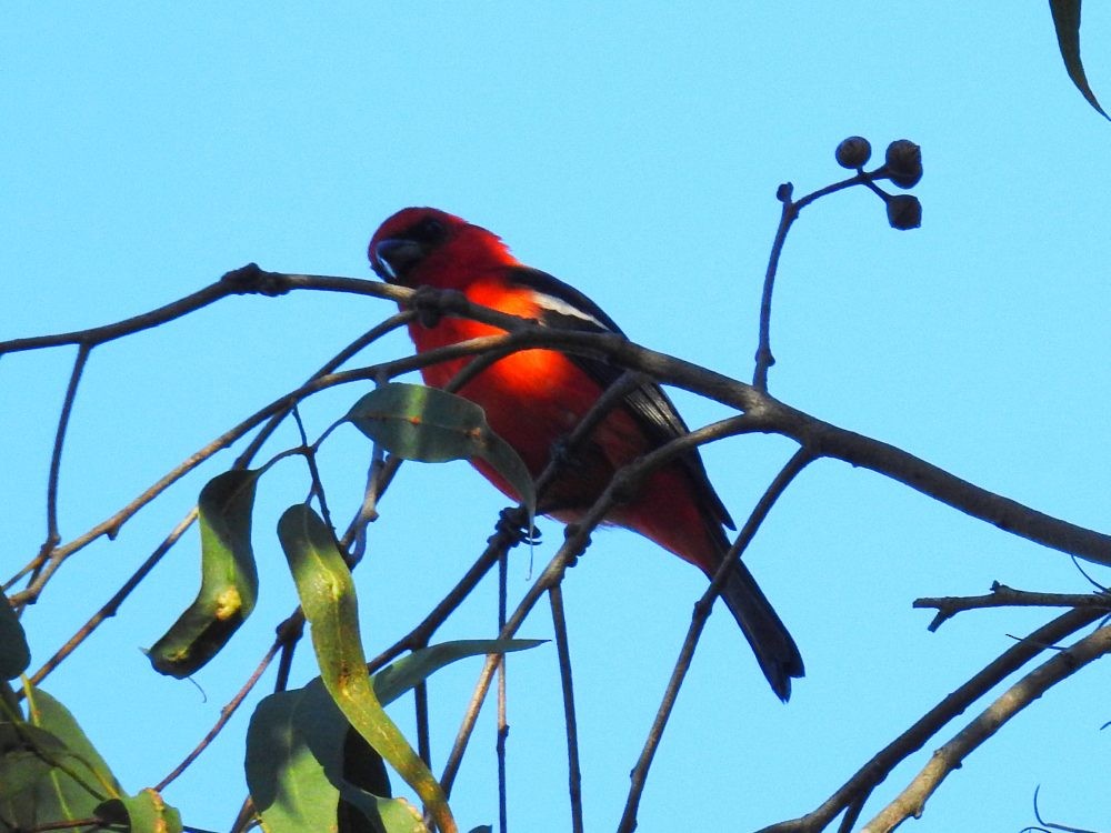 White-winged Tanager - ML627467117