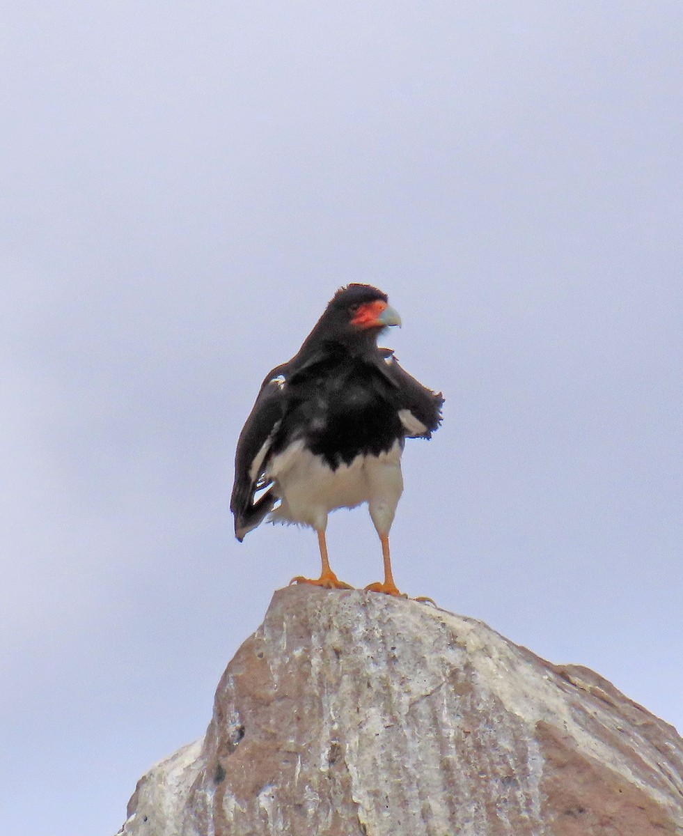 Mountain Caracara - ML627467430