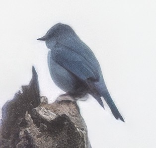 Verditer Flycatcher - ML627467484