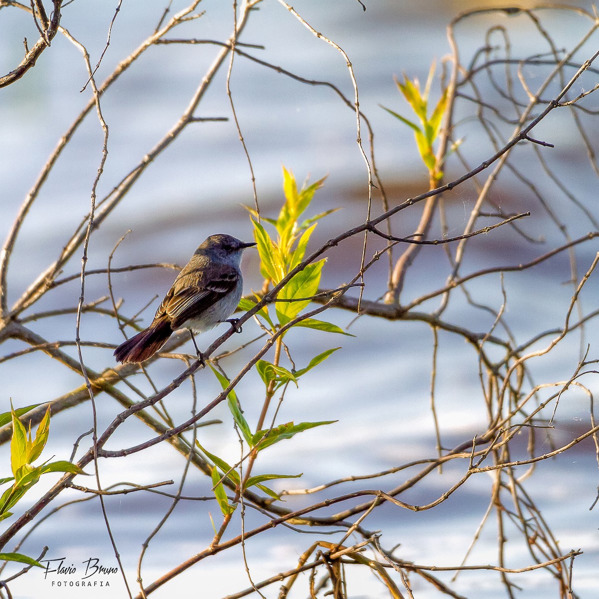 Suiriri Flycatcher - ML627467527