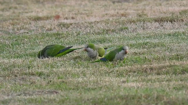 Monk Parakeet - ML627467691
