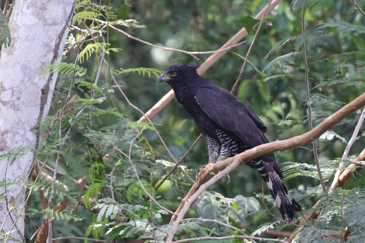 Black Hawk-Eagle - ML627467716