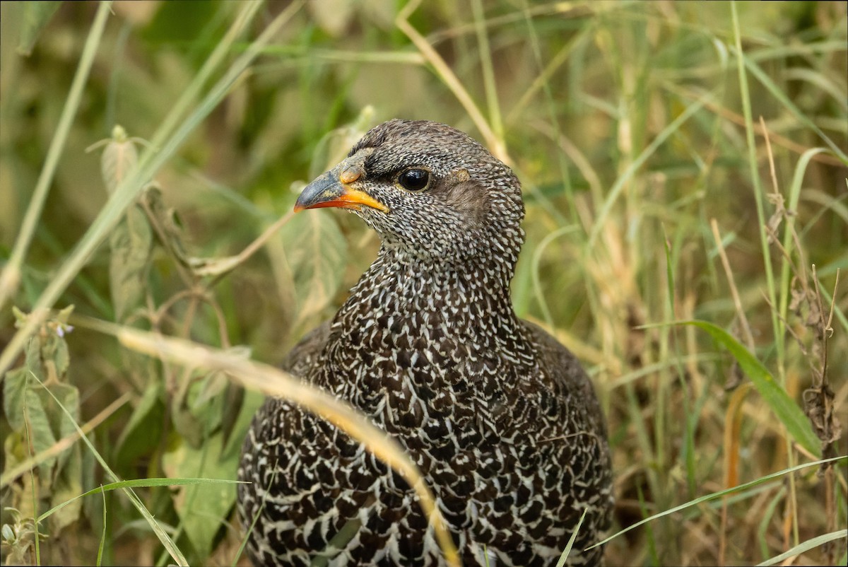 Hildebrandt's Spurfowl - ML627467851