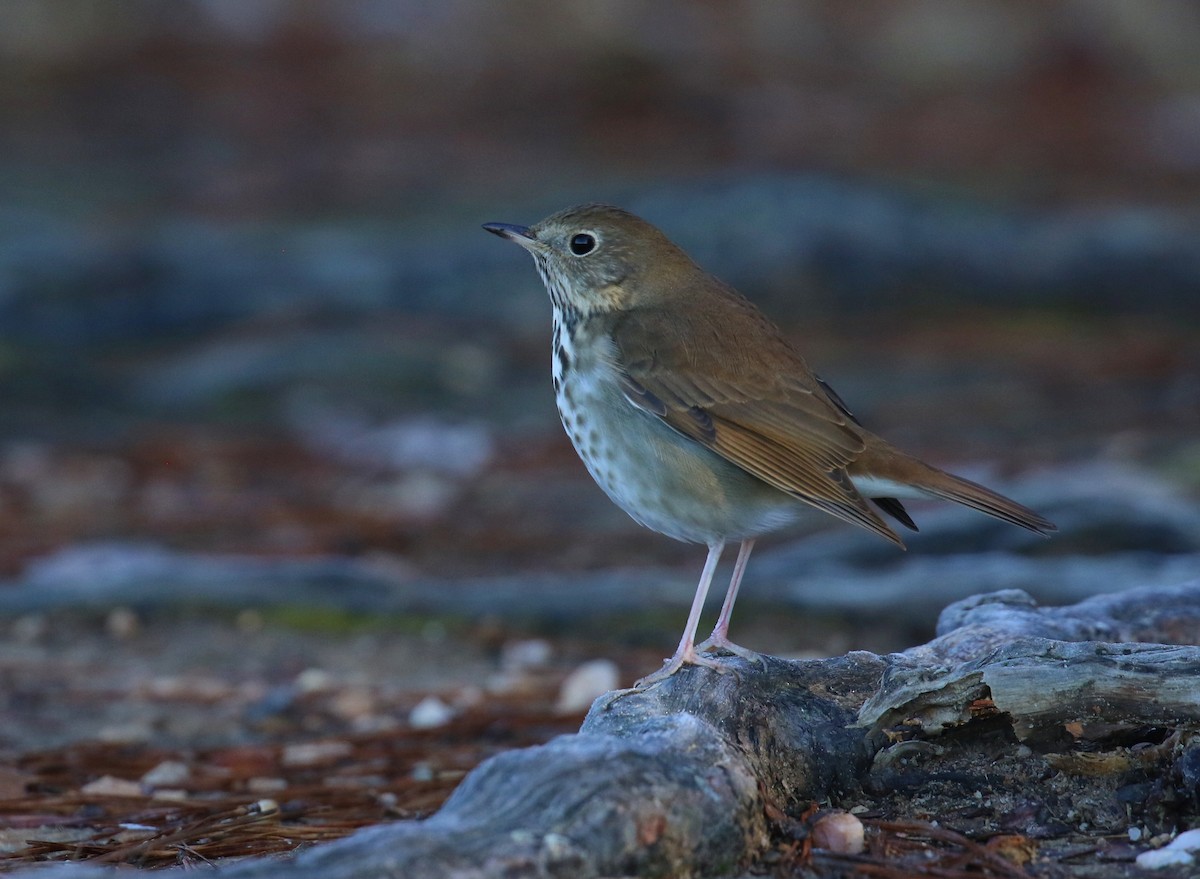 Hermit Thrush - ML627467863