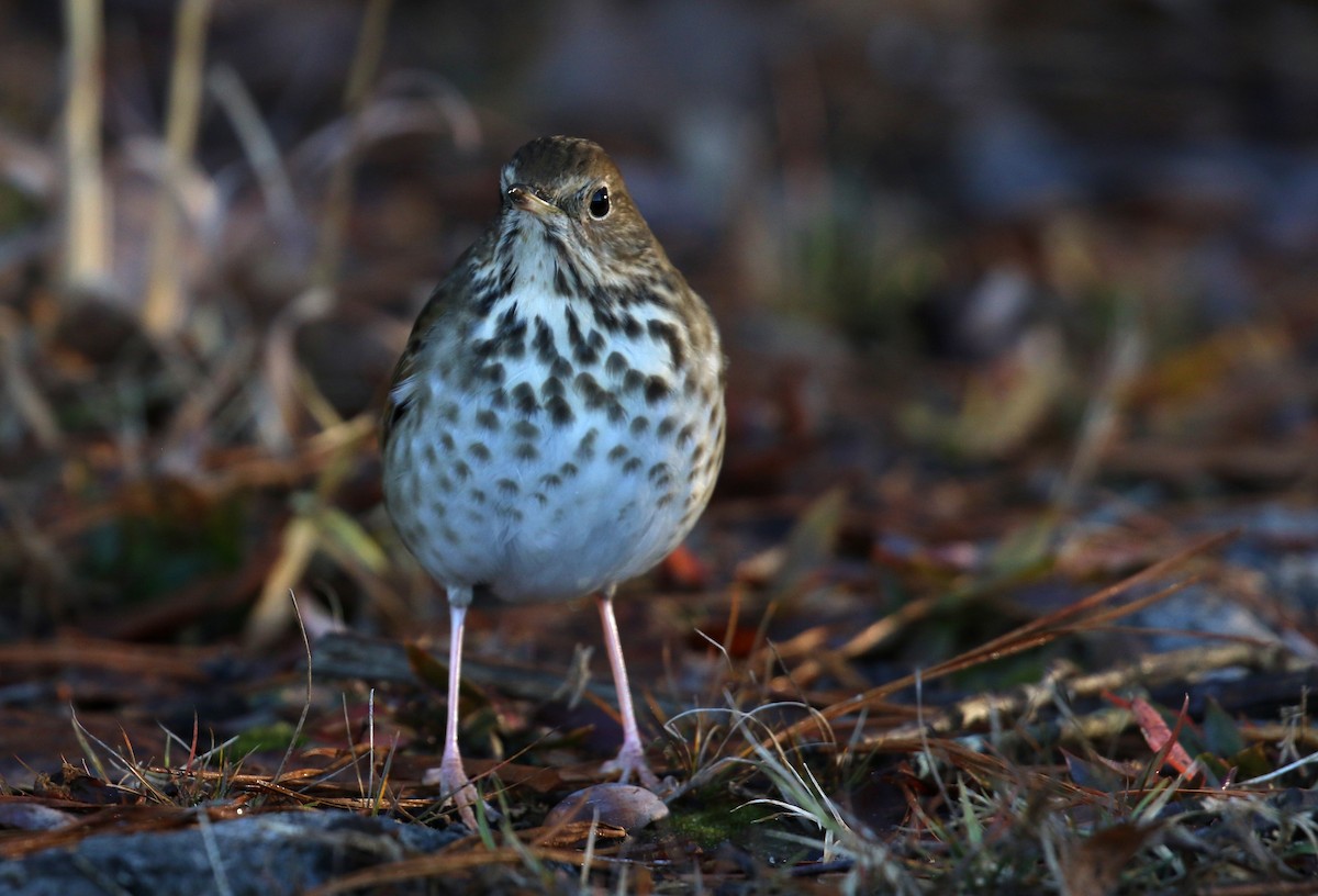 Hermit Thrush - ML627467864