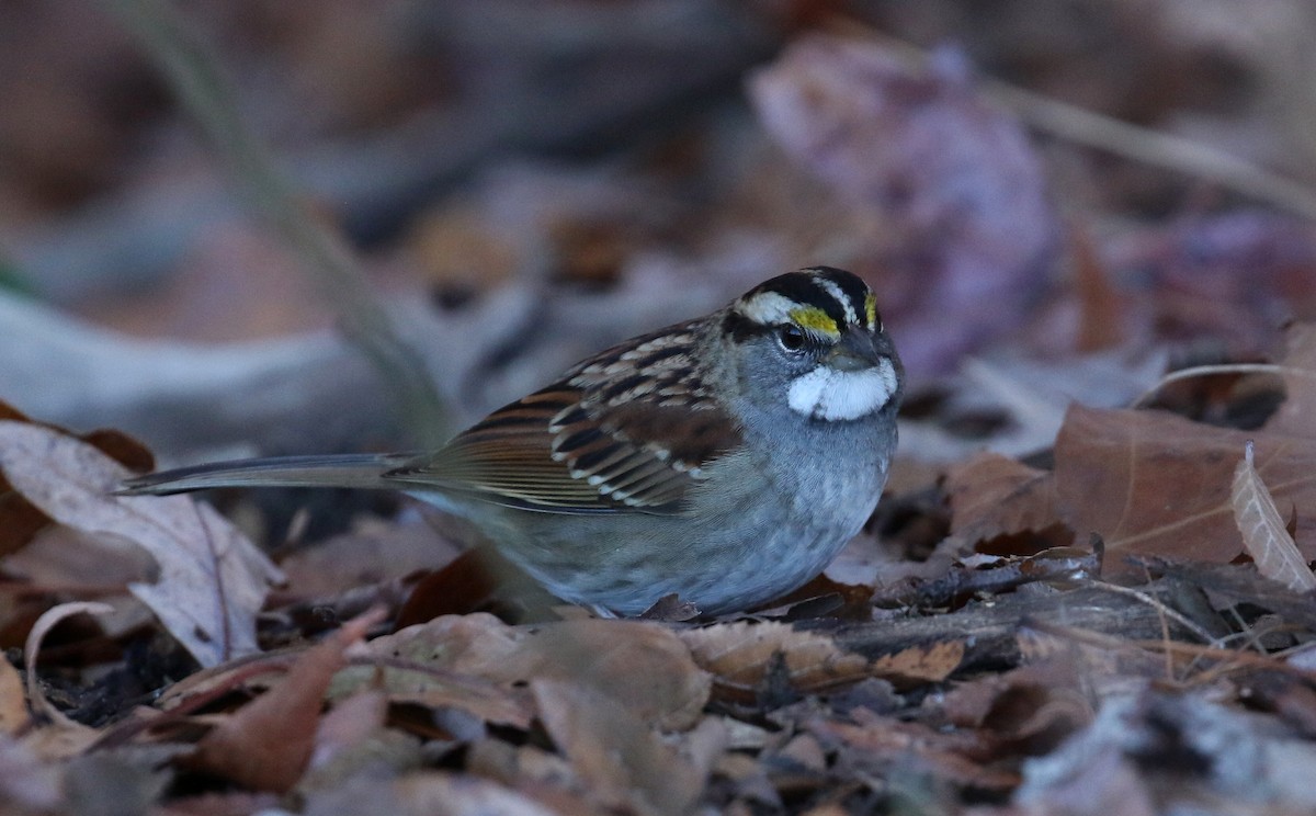 White-throated Sparrow - ML627467871