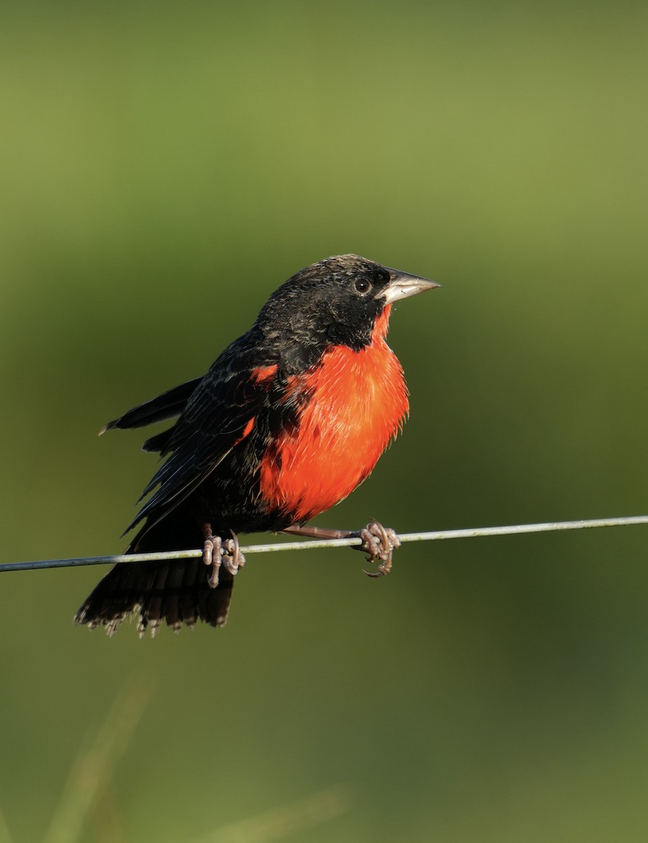 Red-breasted Meadowlark - ML627467954