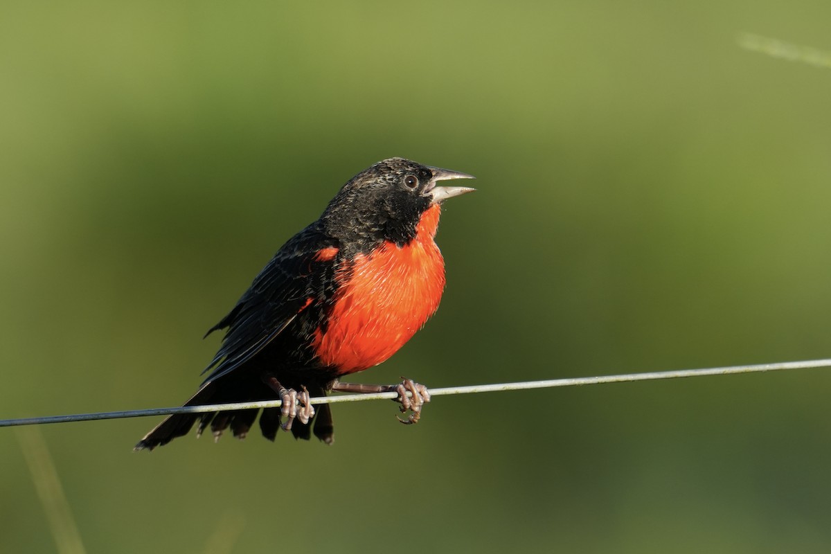 Red-breasted Meadowlark - ML627467955