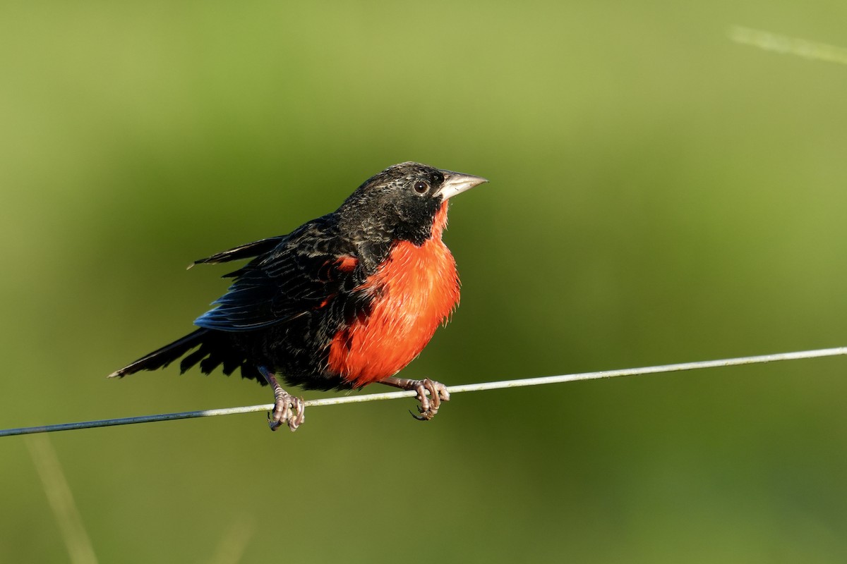 Red-breasted Meadowlark - ML627467956