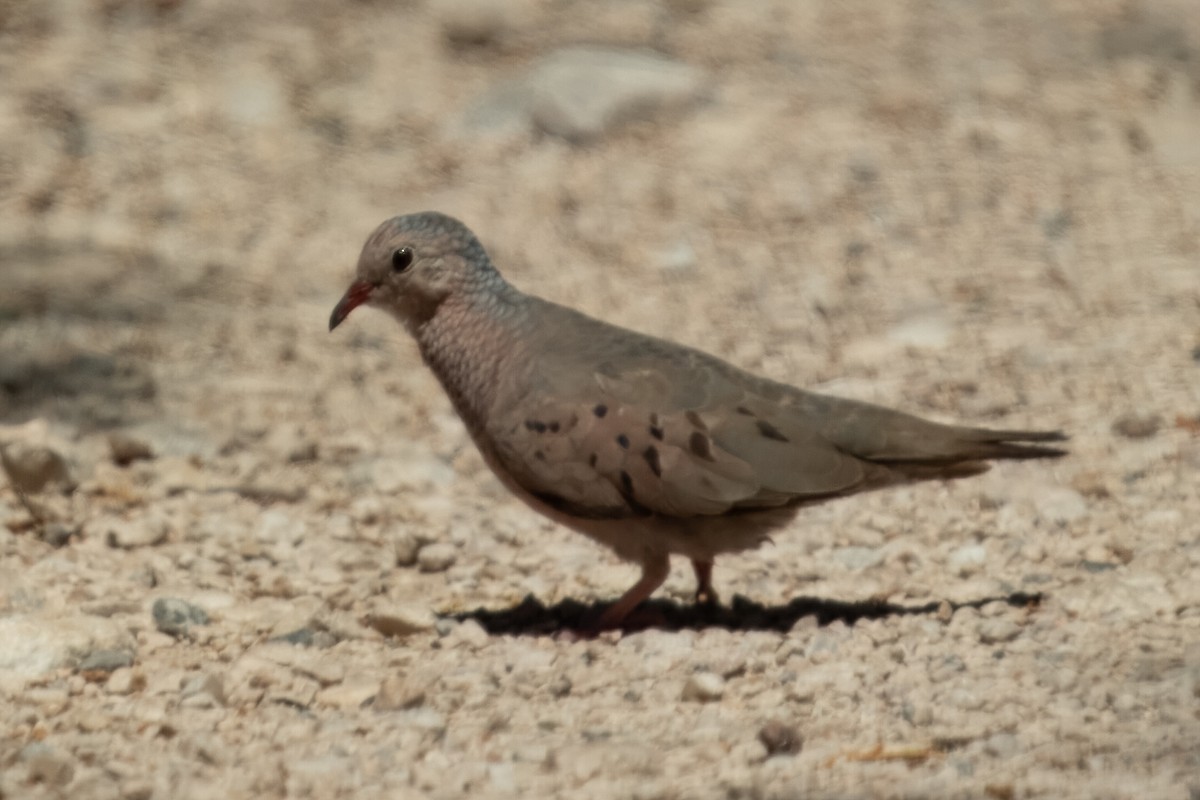 Common Ground Dove - ML627468029