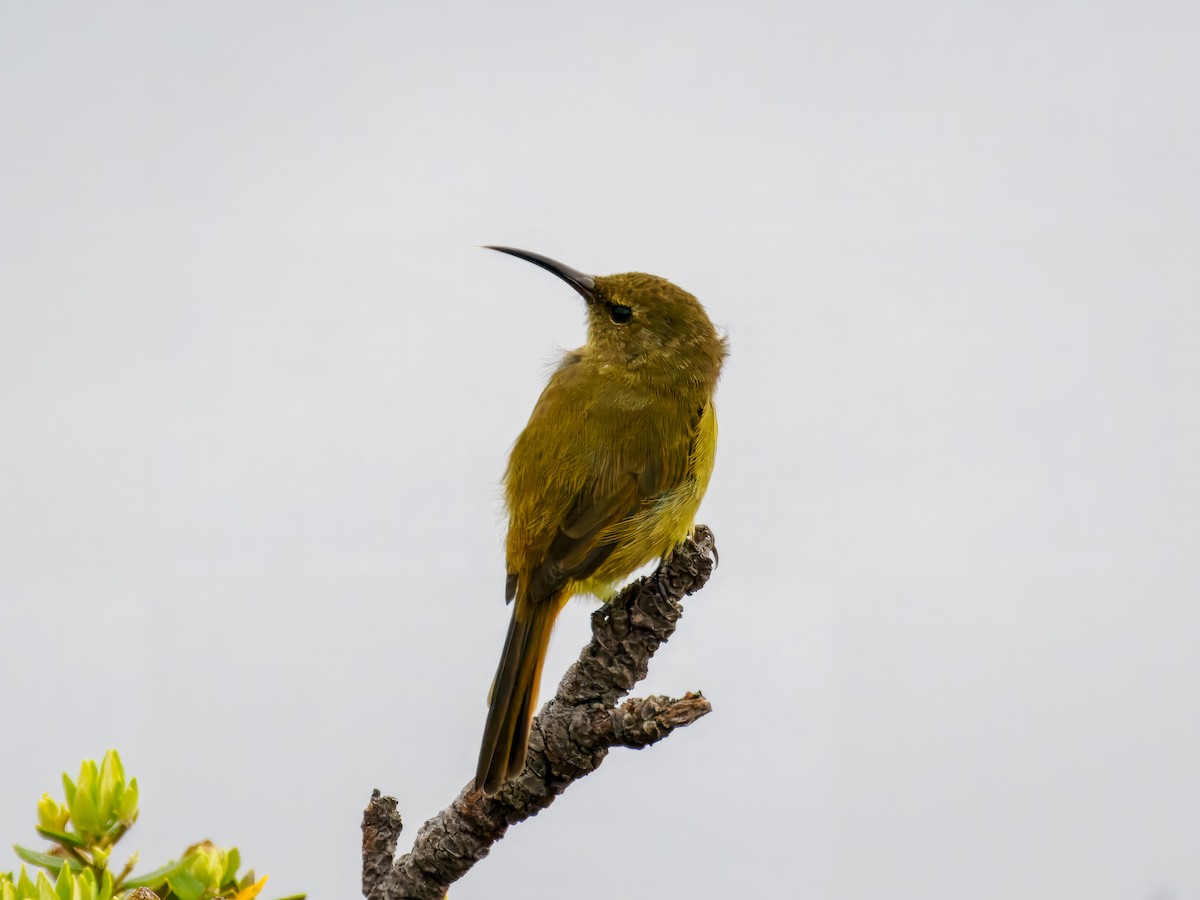 Orange-breasted Sunbird - ML627468237