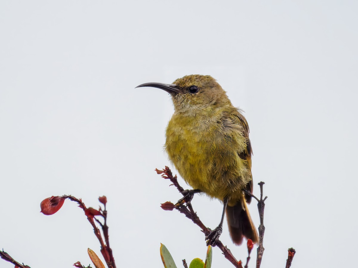 Orange-breasted Sunbird - ML627468238