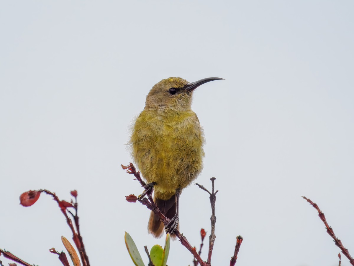 Orange-breasted Sunbird - ML627468239