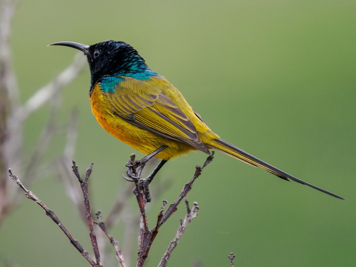 Orange-breasted Sunbird - ML627468249