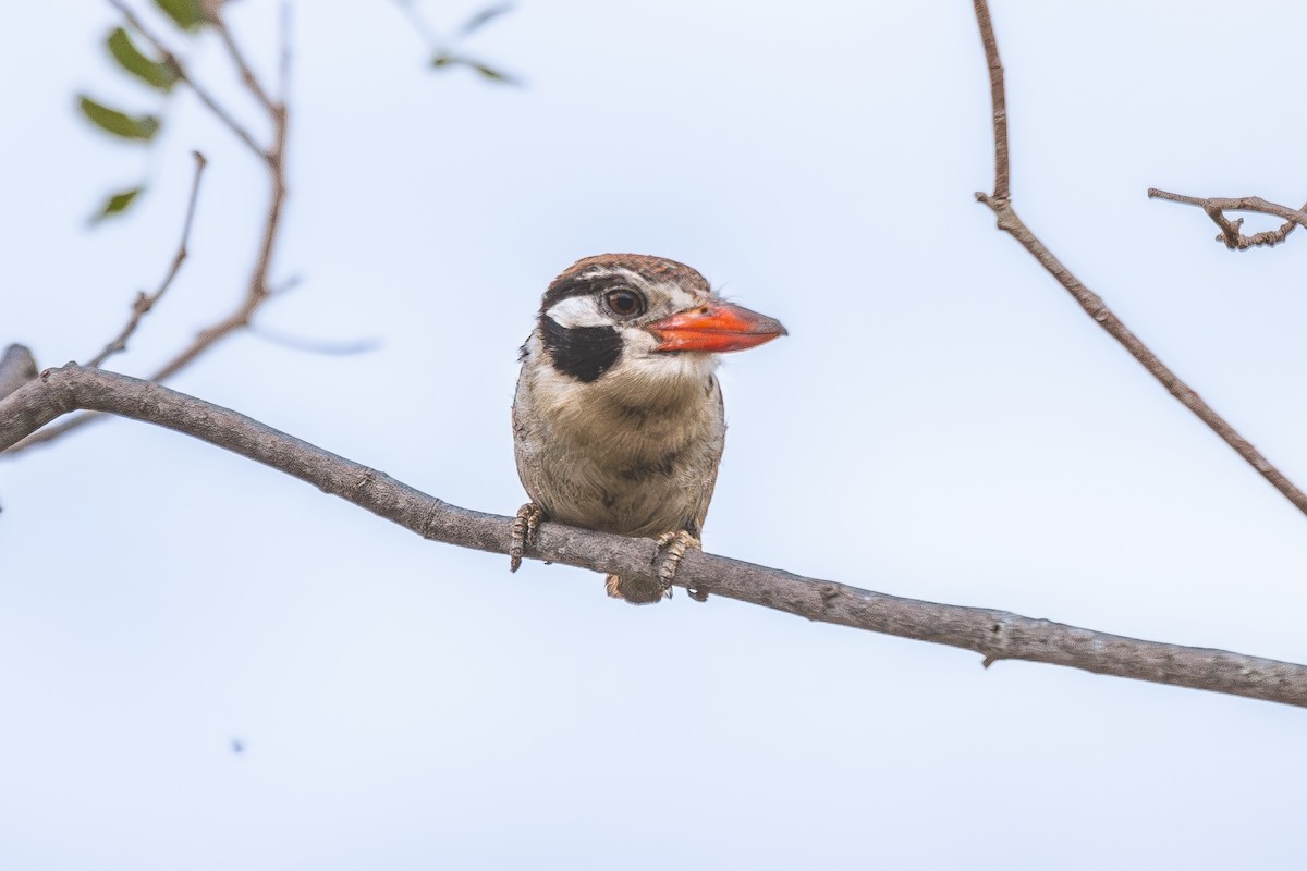 White-eared Puffbird - ML627468296