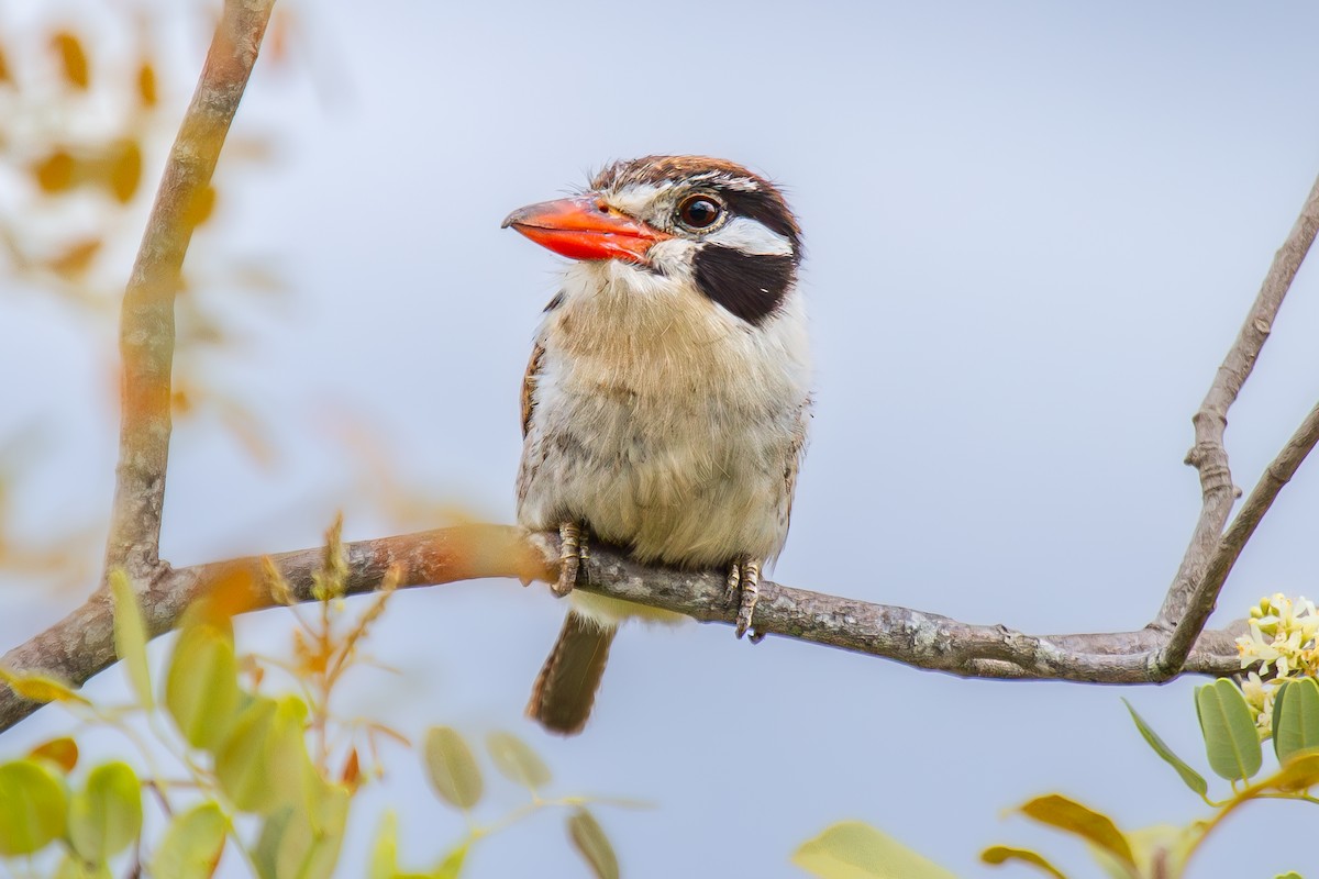 White-eared Puffbird - ML627468297