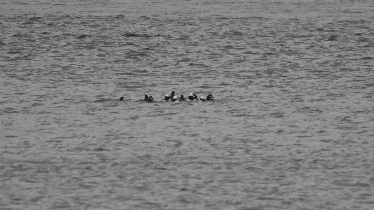 Bufflehead - ML627468298