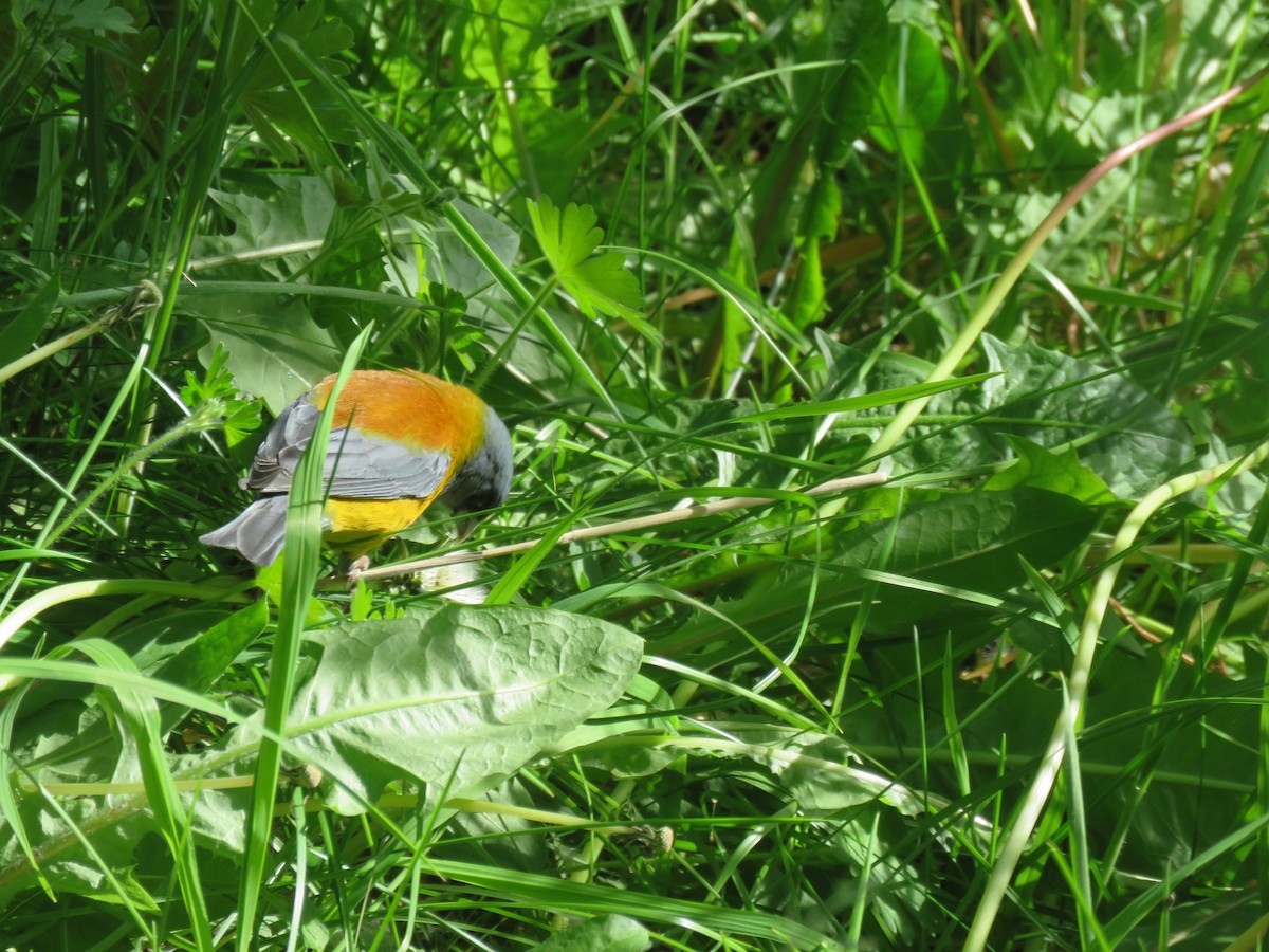 Patagonian Sierra Finch - ML627468299