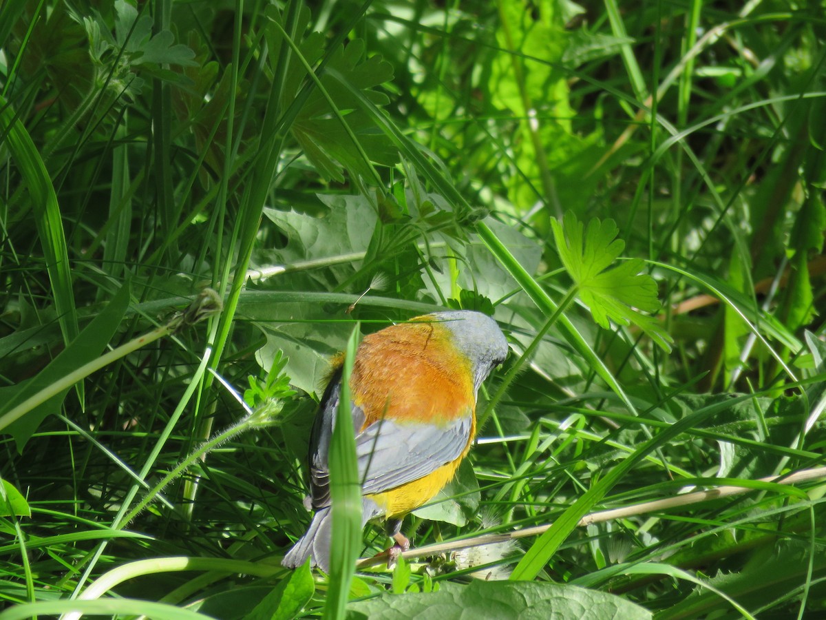Patagonian Sierra Finch - ML627468333