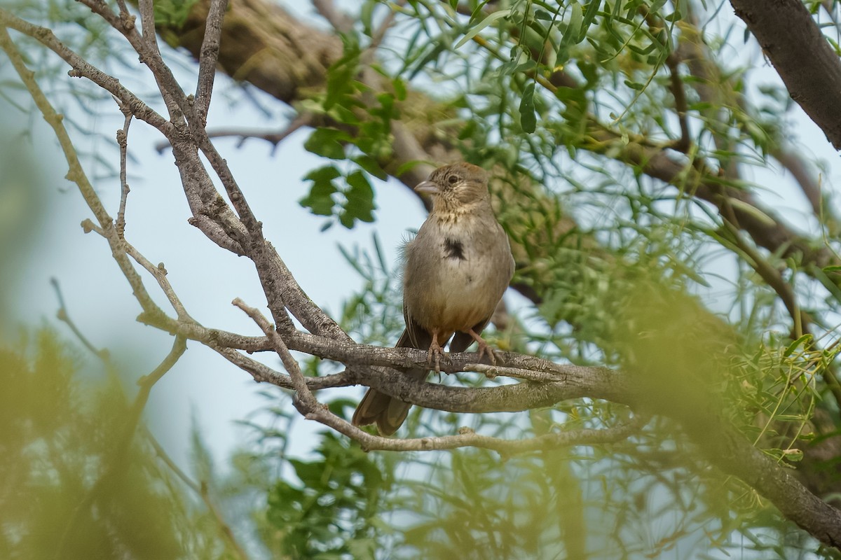 Canyon Towhee - ML627468346
