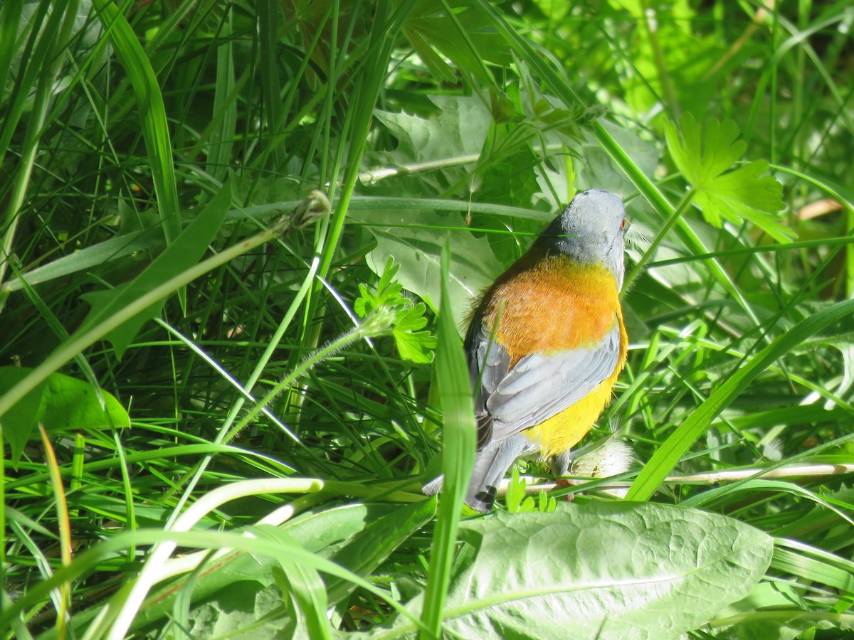 Patagonian Sierra Finch - ML627468347