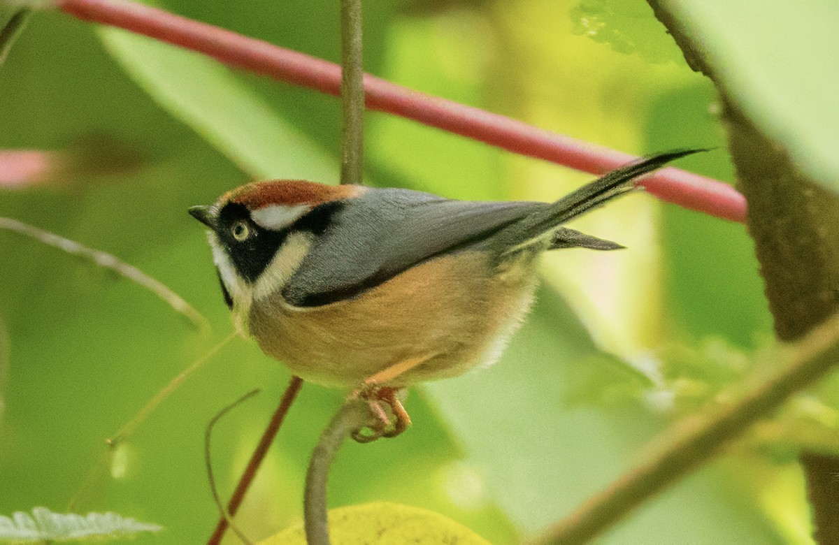 Black-throated Tit - ML627468431