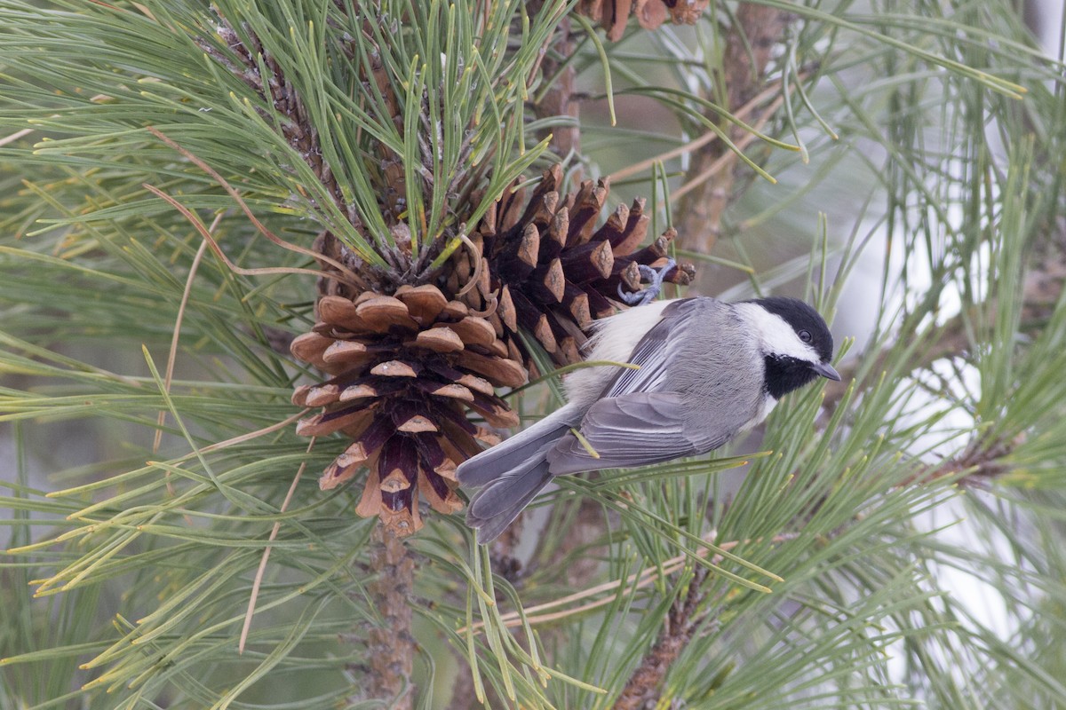 Carolina Chickadee - Samuel Paul Galick