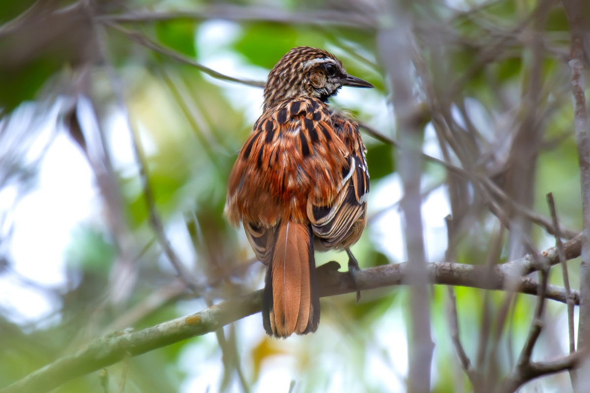 Stripe-backed Antbird - ML627468625