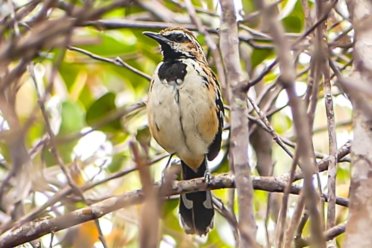 Stripe-backed Antbird - ML627468631