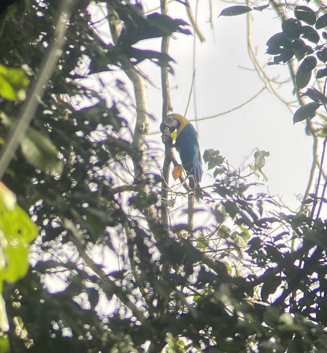 Ara bleu - ML627468698