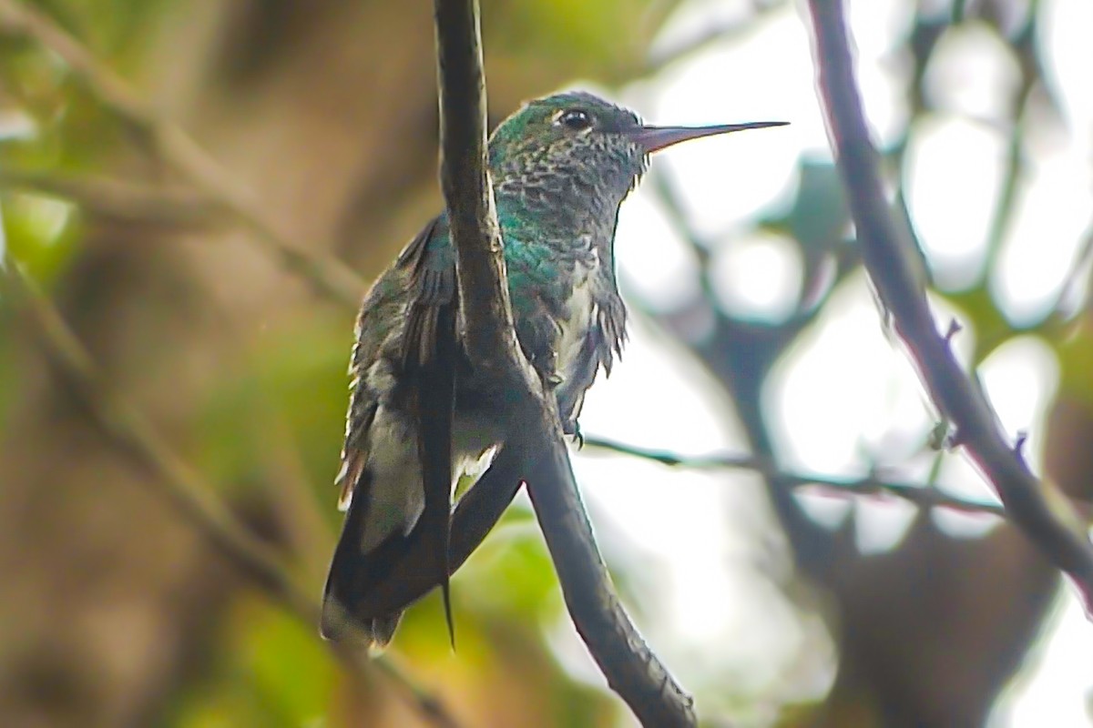 Glittering-throated Emerald - ML627468723