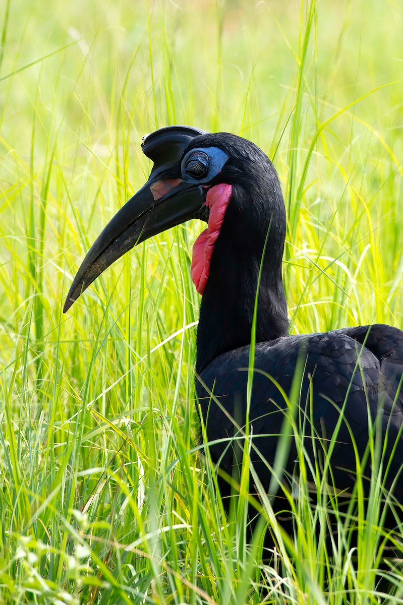 Abyssinian Ground-Hornbill - ML627468724
