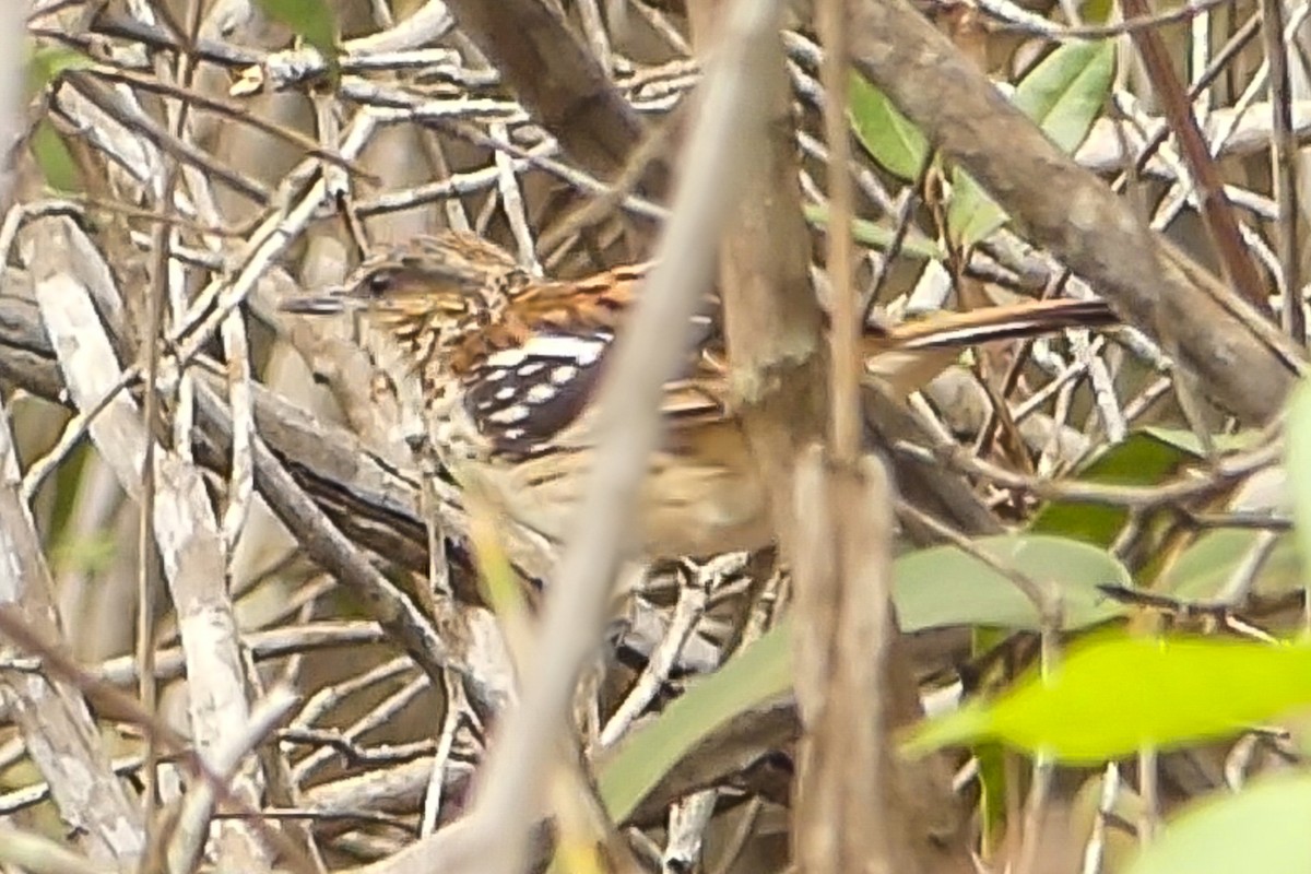 Stripe-backed Antbird - ML627468746