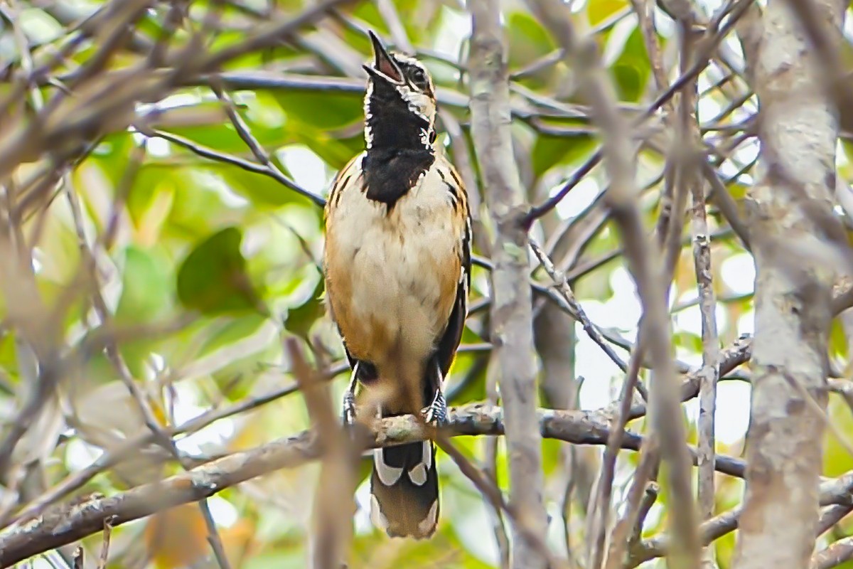 Stripe-backed Antbird - ML627468748