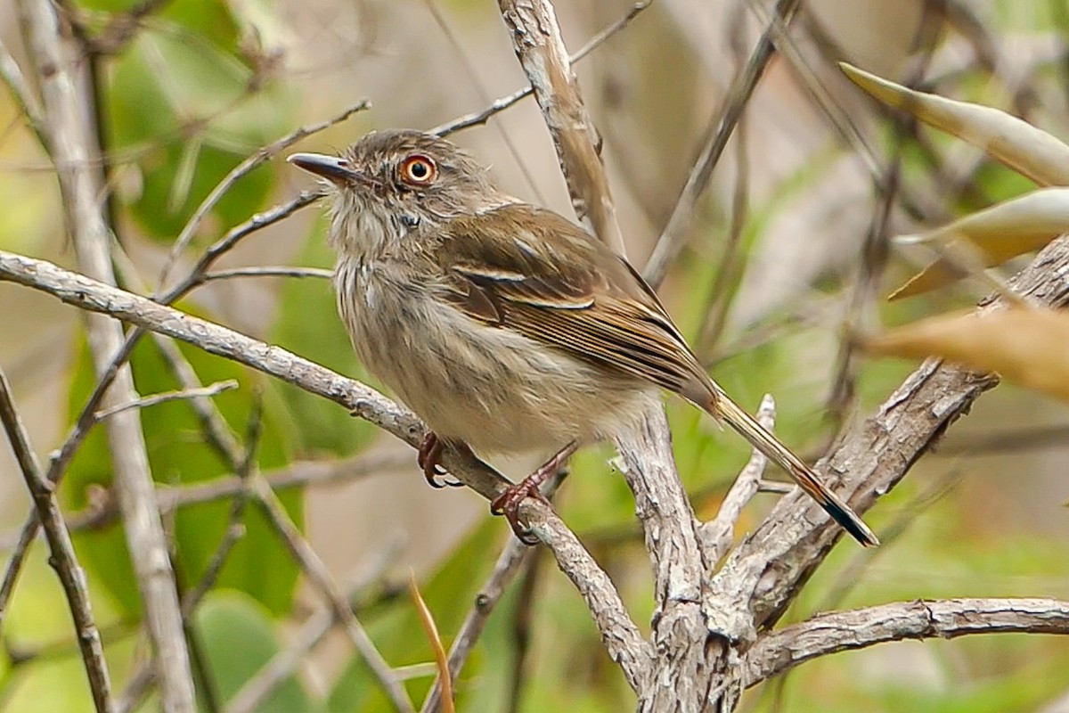 Pearly-vented Tody-Tyrant - ML627468757