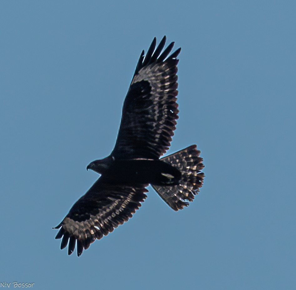 Common Buzzard (Western) - ML627468876