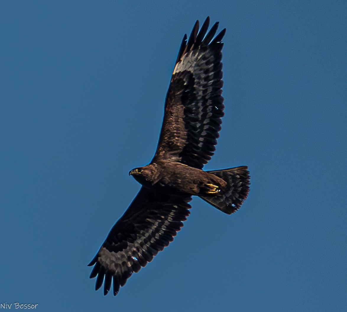 Common Buzzard (Western) - ML627468878