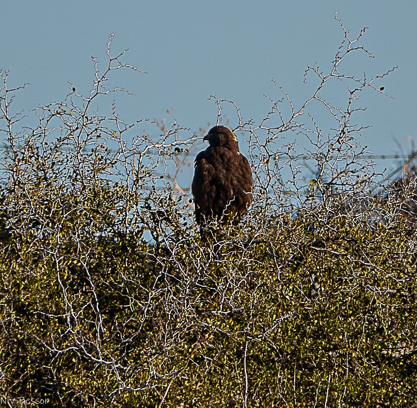 Common Buzzard (Western) - ML627468880