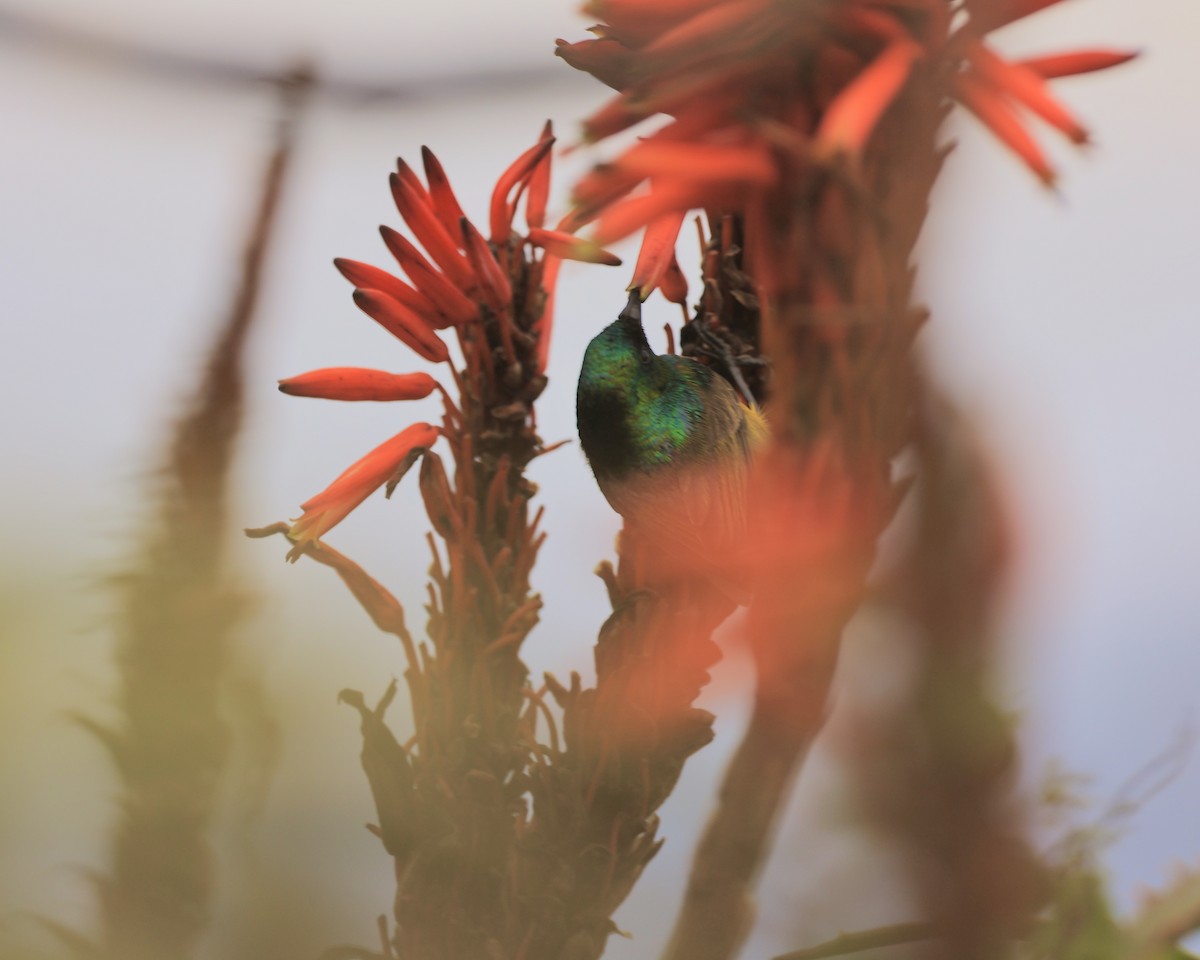 Orange-breasted Sunbird - ML627468922