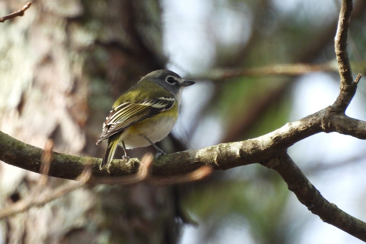 eremittvireo - ML627468927