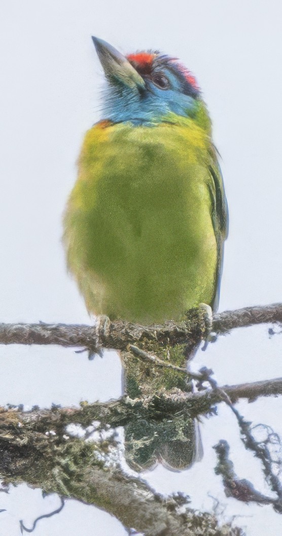 Blue-throated Barbet - ML627468934