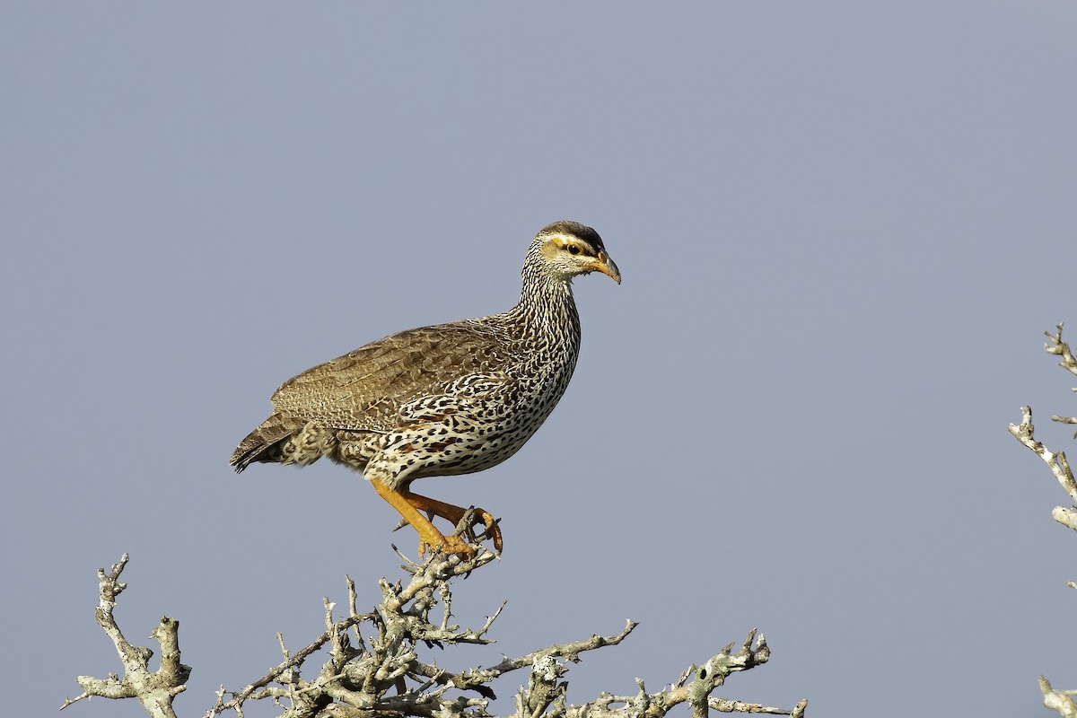 Francolin à bec jaune - ML627468990