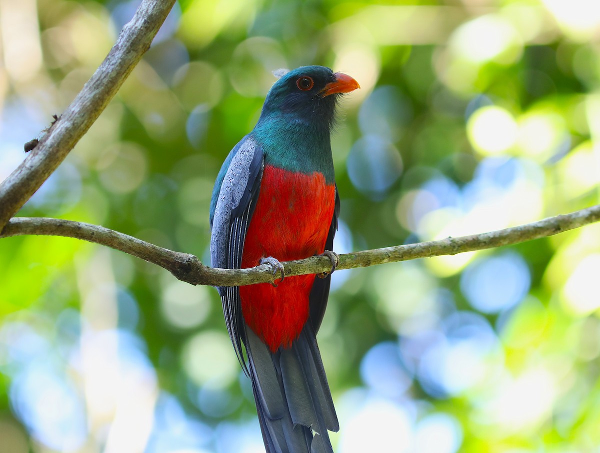 Slaty-tailed Trogon - ML627469025